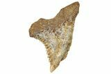 Fossil Shark Tooth (Hemipristis) - Angola #259455-1